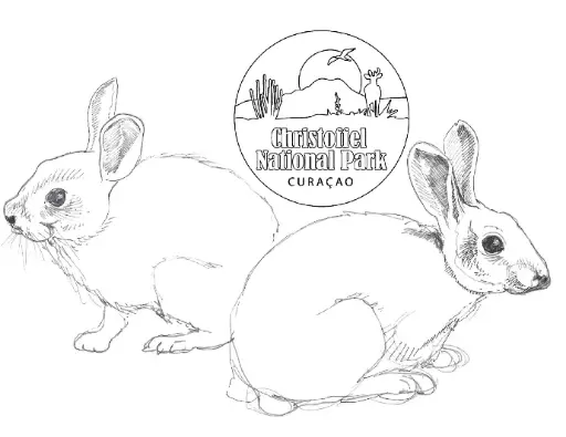 Carmabi Coloring Pages