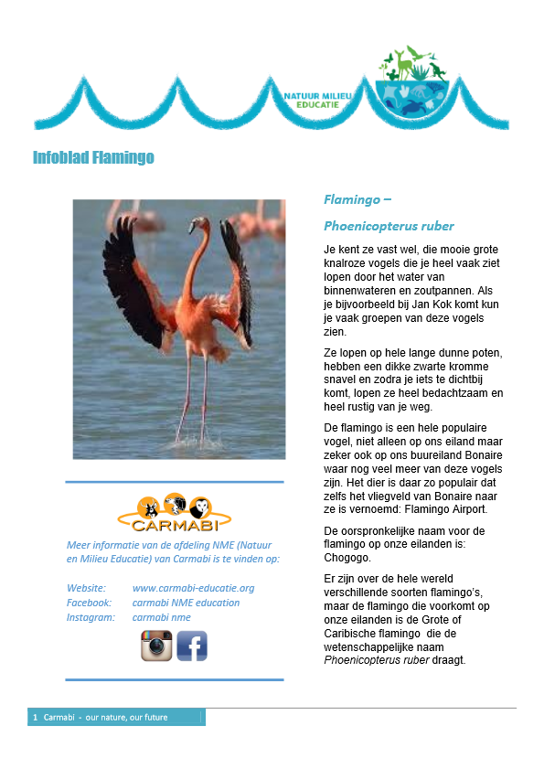 infoblad flamingo