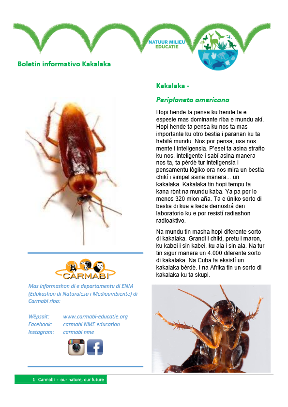 boletin informativo kakalaka