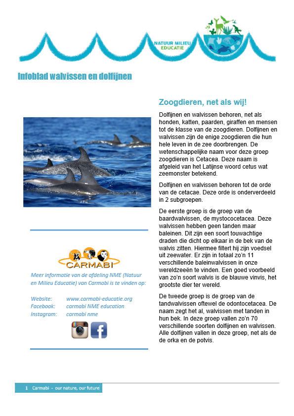 infoblad walvissen