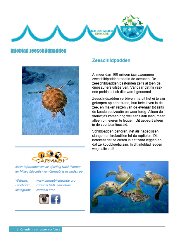 infoblad zeeschildpadden