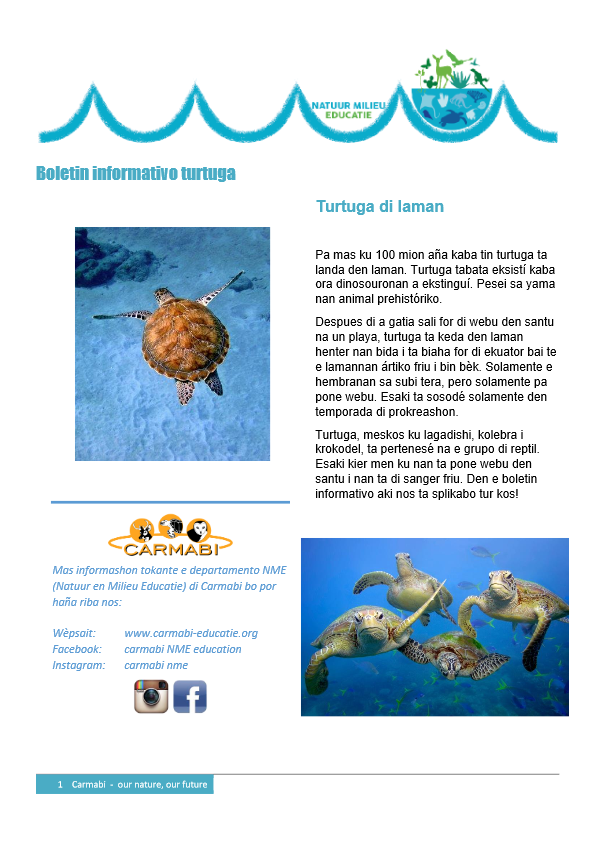 boletin informativo turtuga