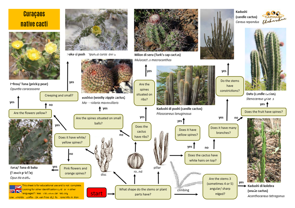 cacti identification sheet