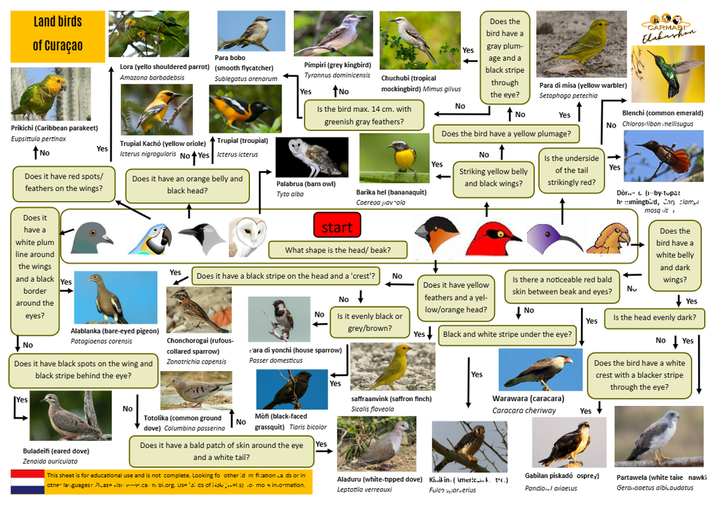 birds identification sheets