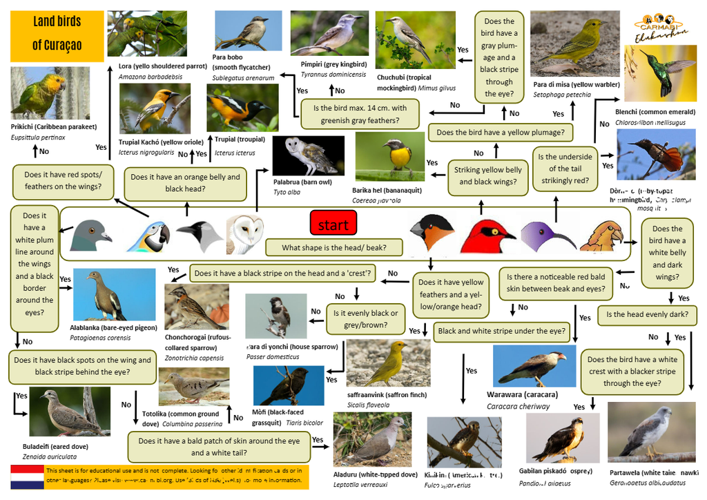 birds identification sheets | Carmabi
