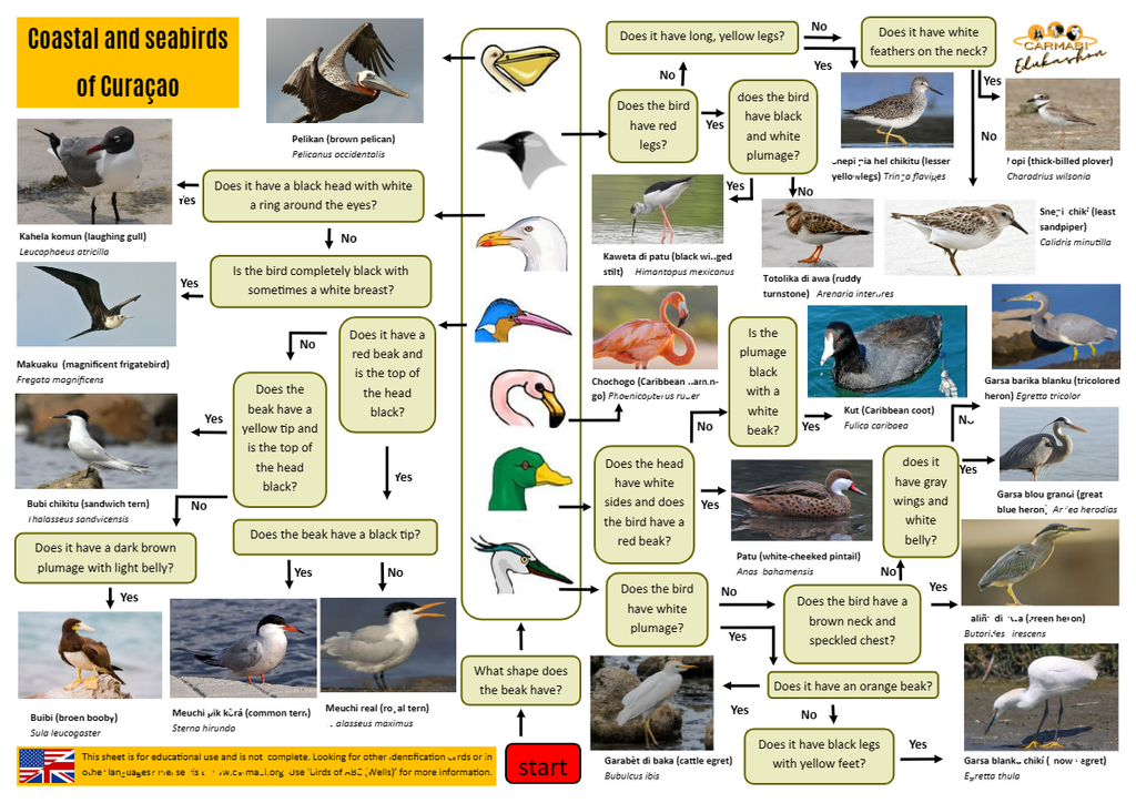 coastal- and sea birds identification sheet