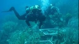 Odoo - Sample 1 for three columns