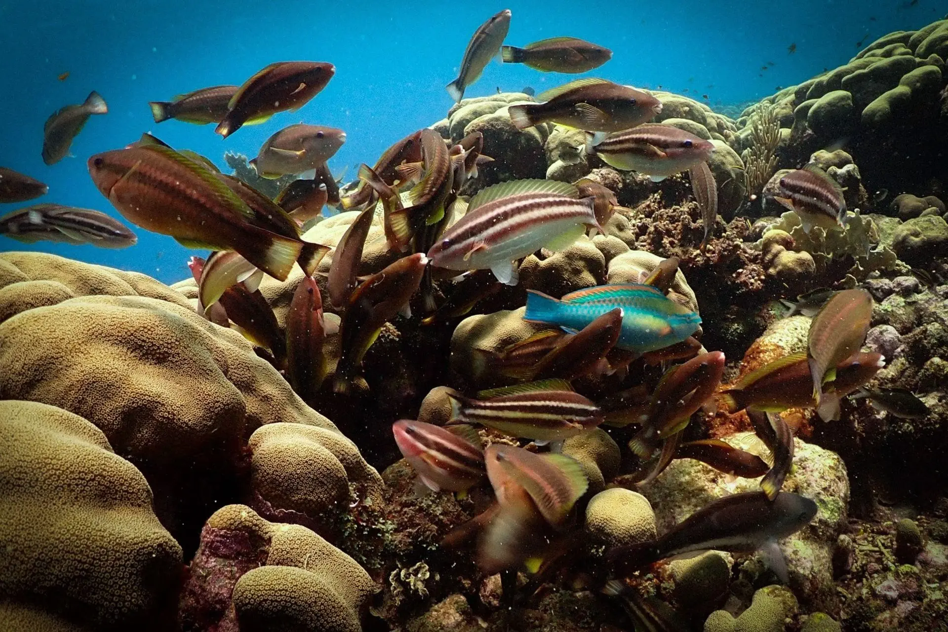 Press Release – Report on the Status of Caribbean Reefs (1970–2024 ...