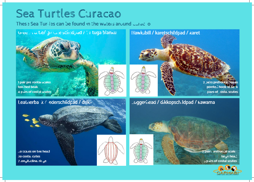 Sea Turtles Curacao
