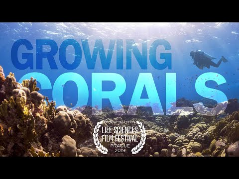 Growing Corals – Our Approach to Restore Coral Reefs Around the World